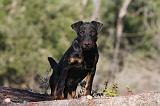 JAGDTERRIER ALLEMAND 099